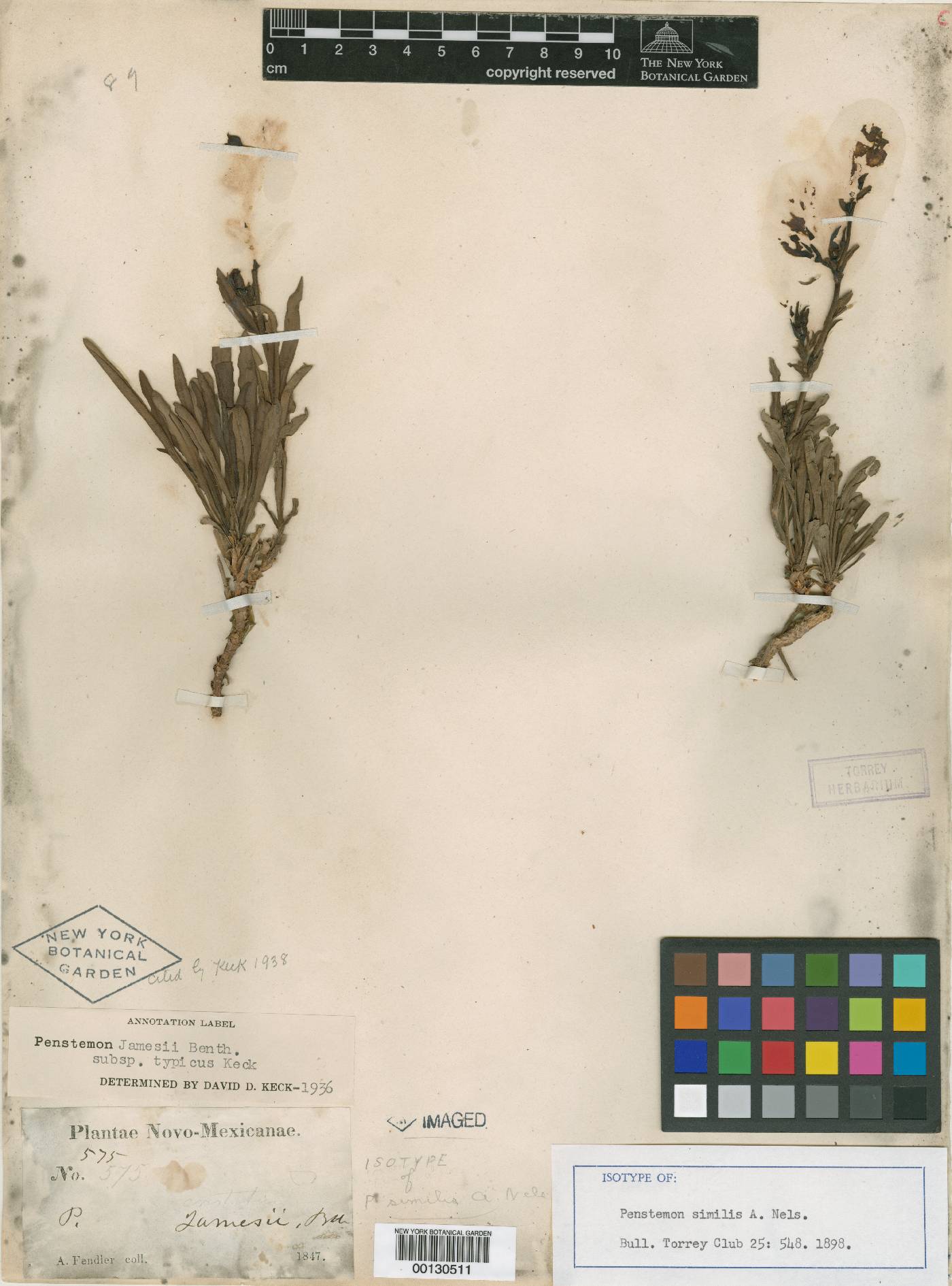 Penstemon similis image