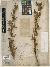 Salix lucida subsp. caudata image