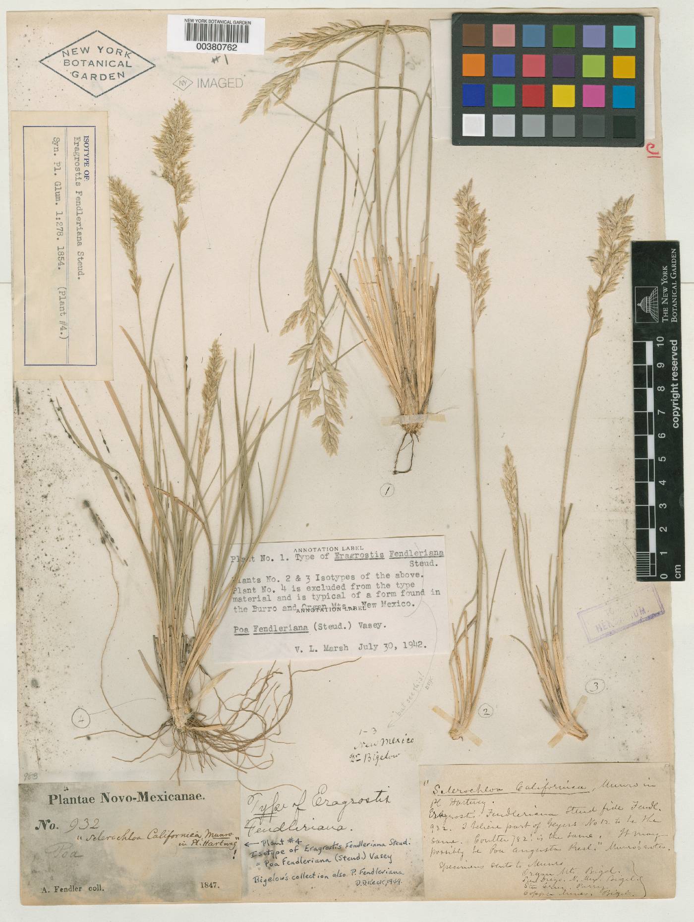 Eragrostis fendleriana image