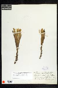 Cereus nashii image