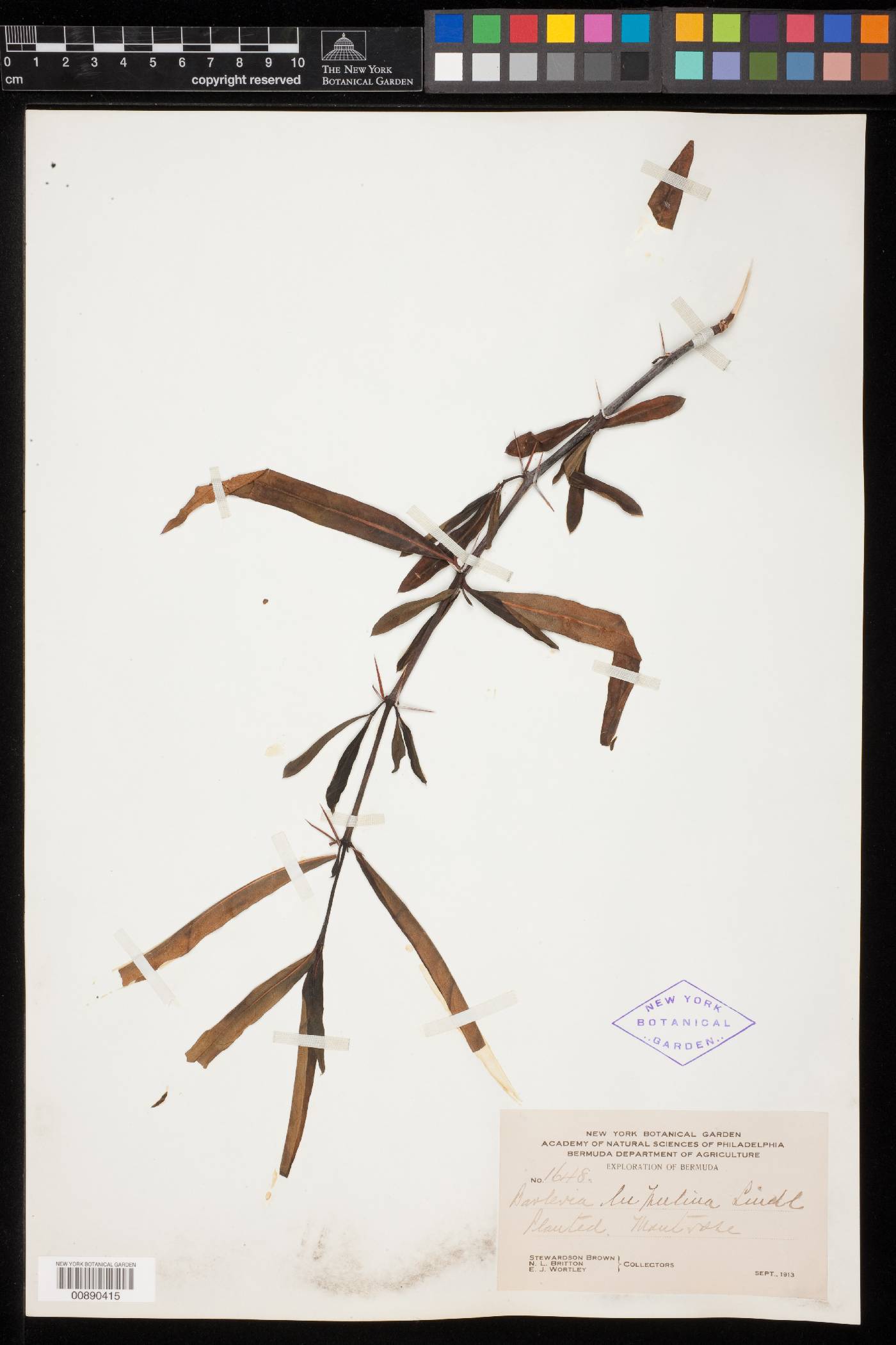 Barleria lupulina image