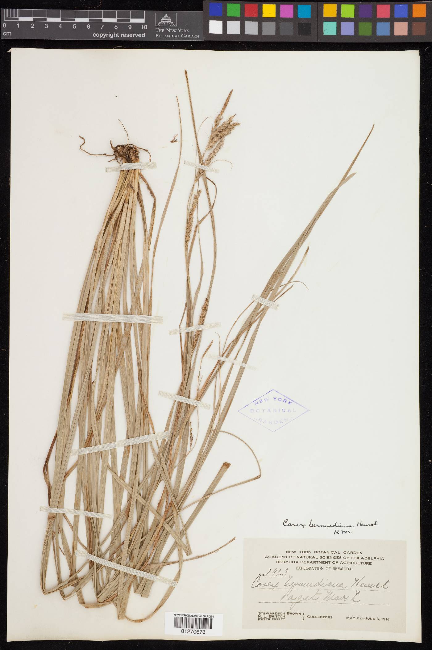 Carex bermudiana image