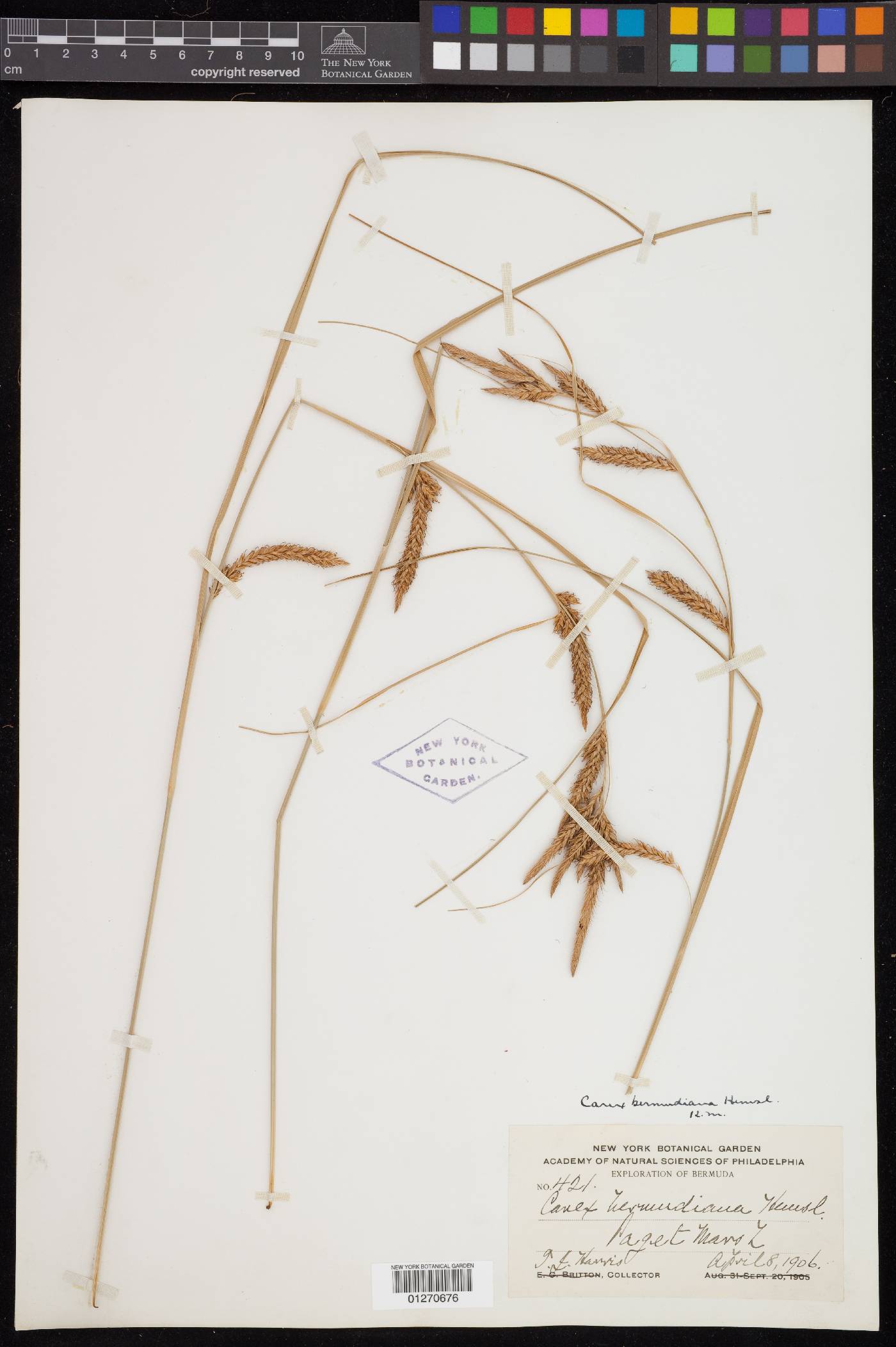 Carex bermudiana image