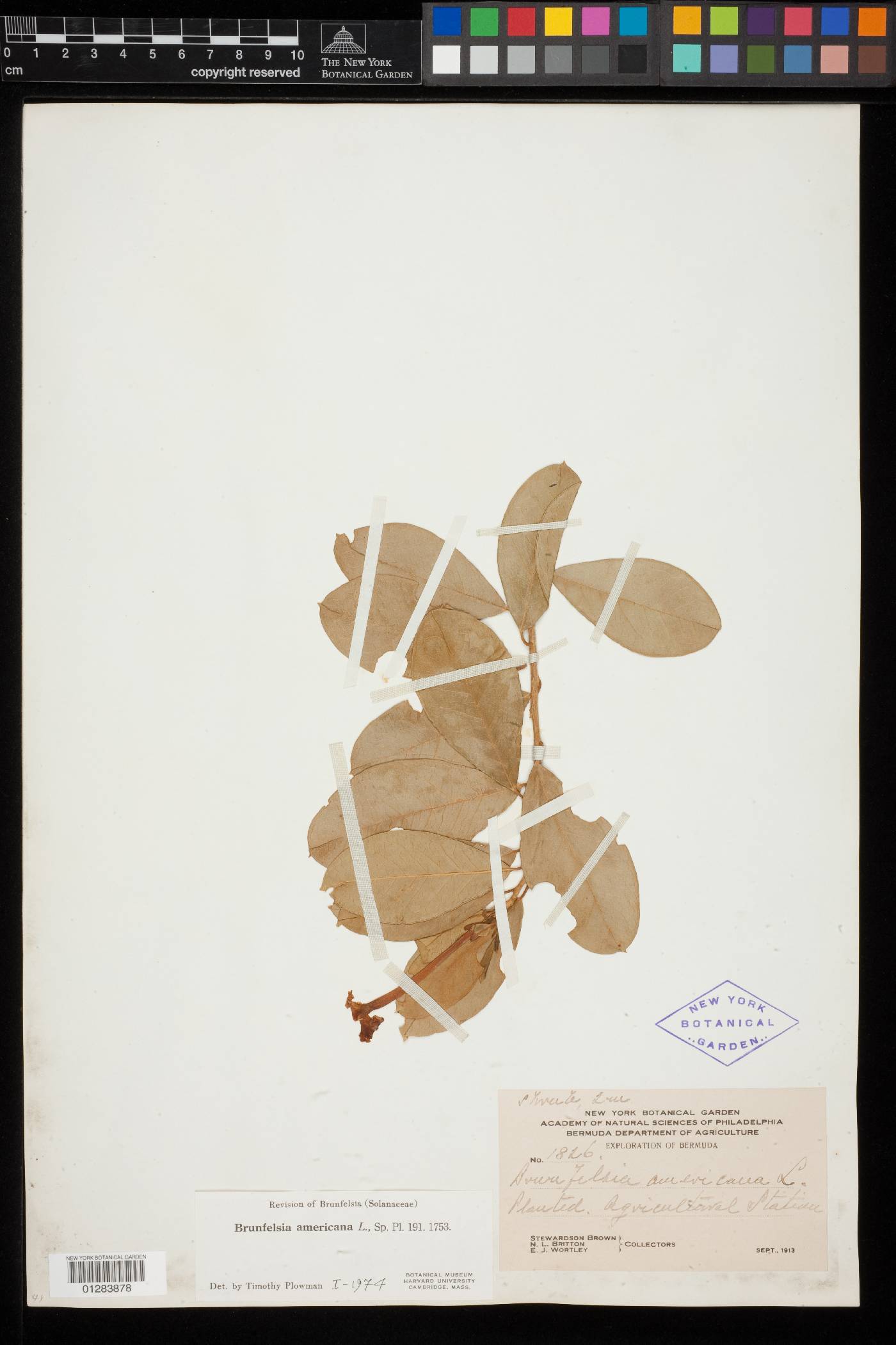 Brunfelsia americana image