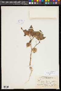 Nicandra physalodes image