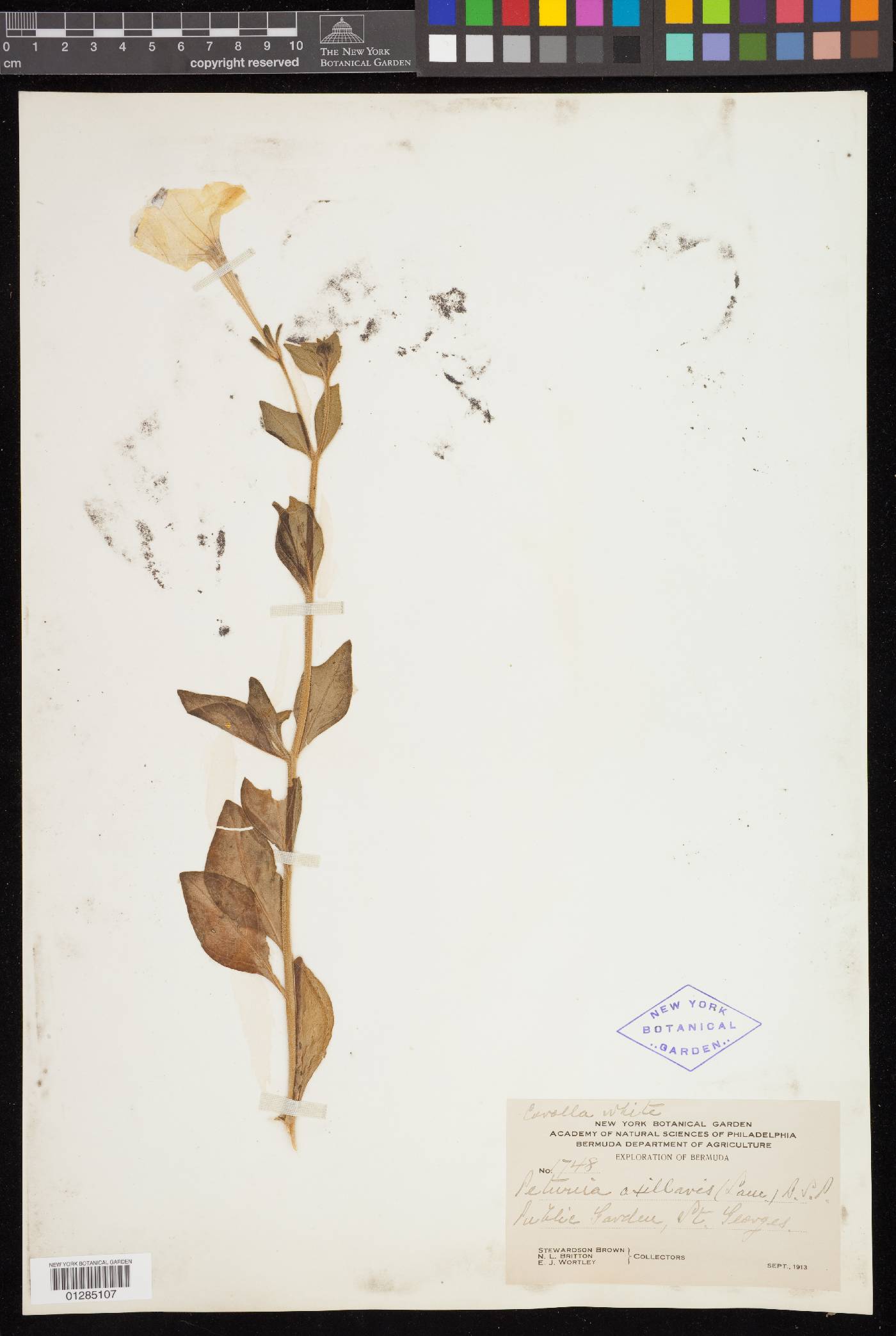 Petunia axillaris image