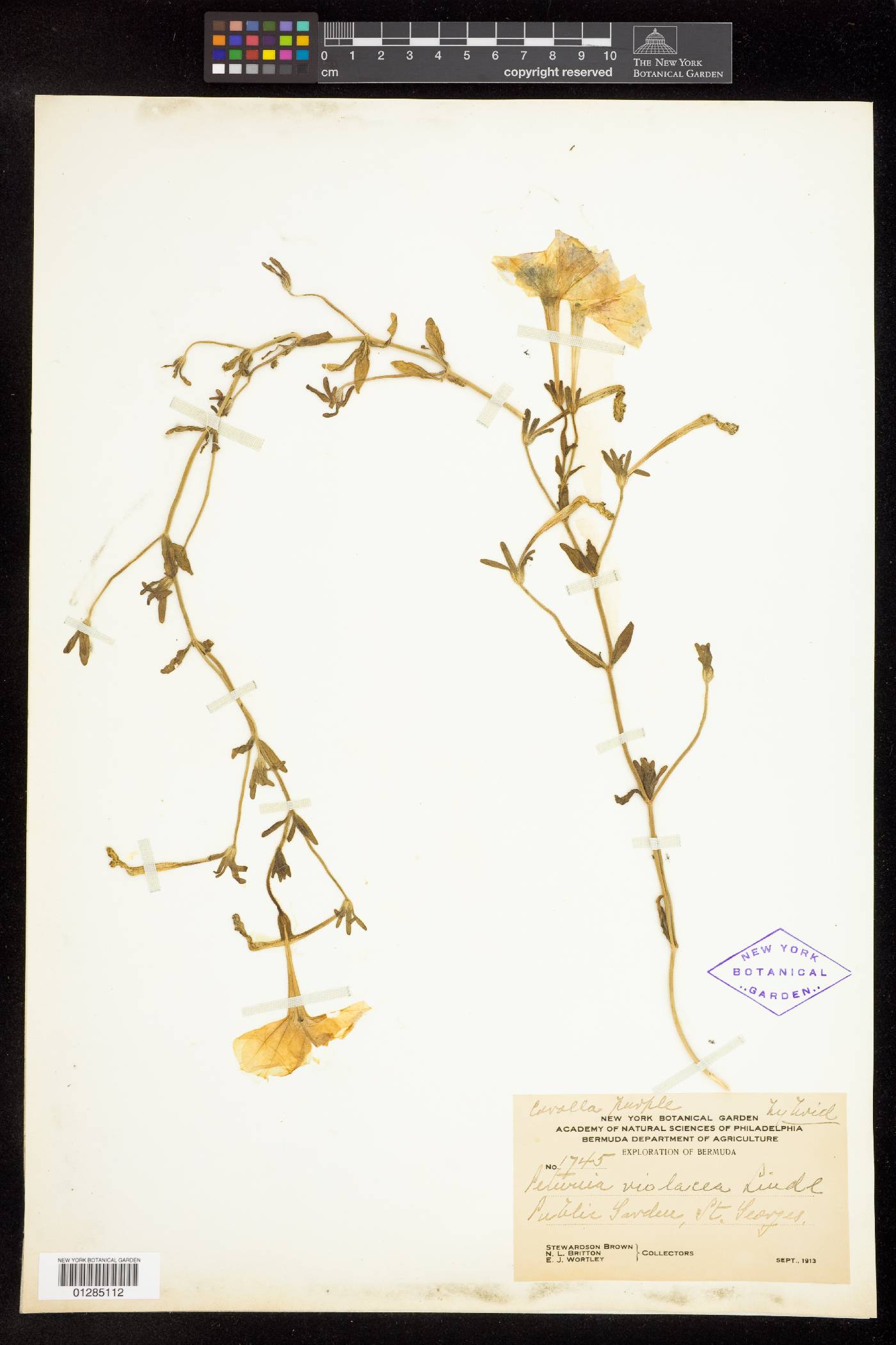 Petunia violacea image