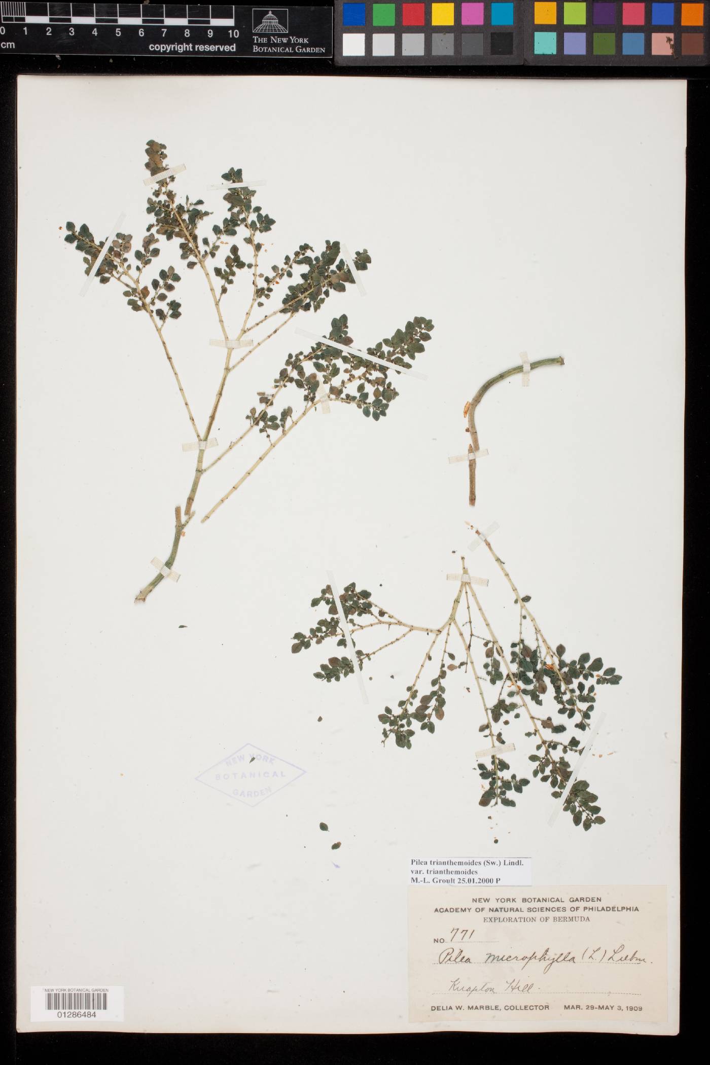 Pilea microphylla var. microphylla image