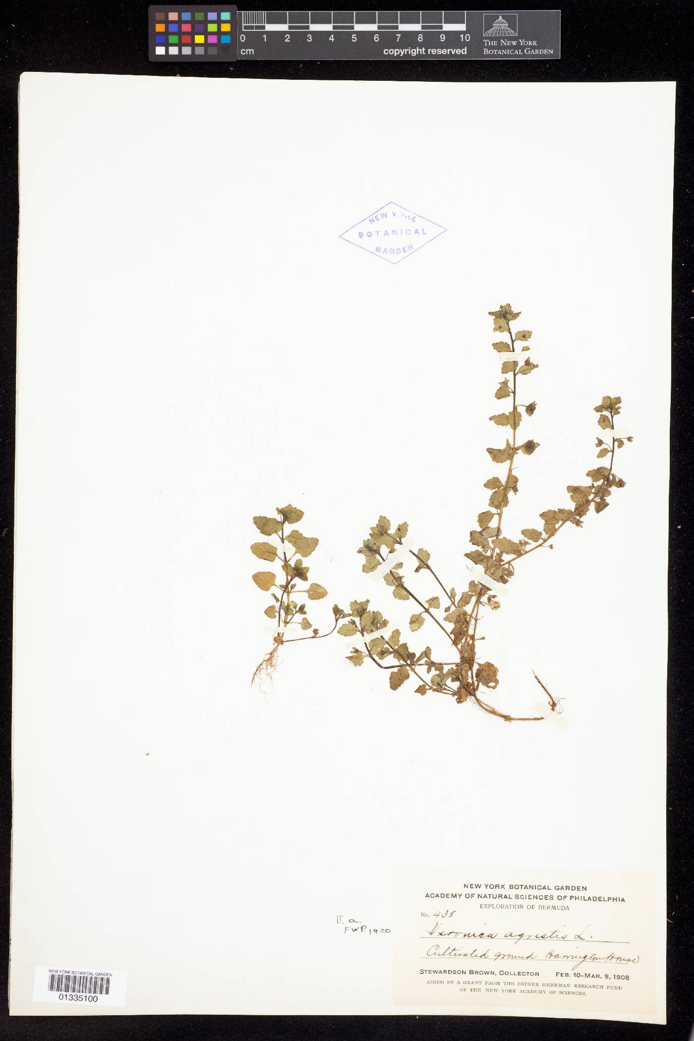 Veronica agrestis image