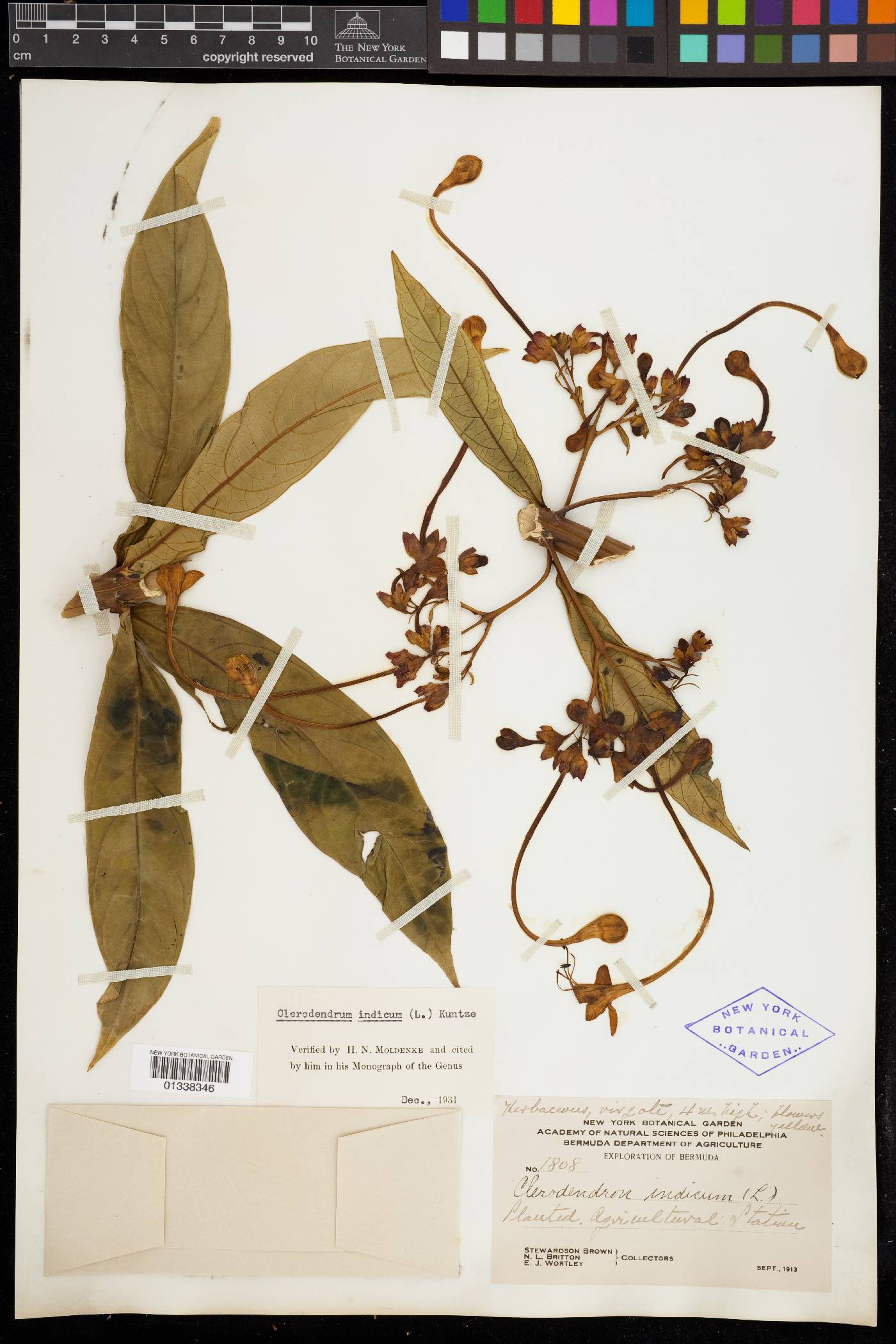 Clerodendrum indicum image