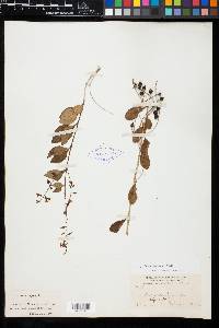 Duranta erecta image