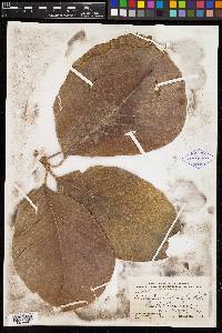 Artocarpus lacucha image