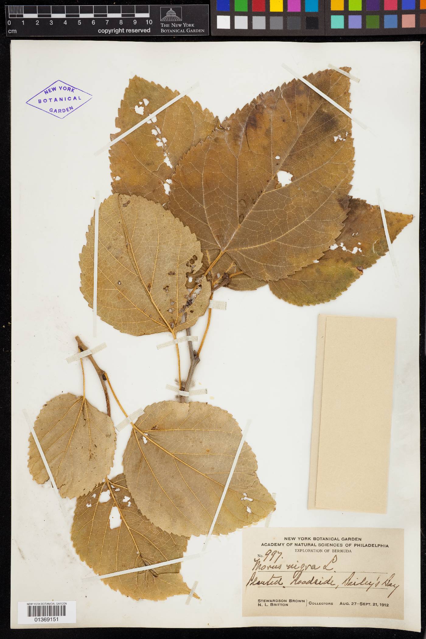 Morus nigra image