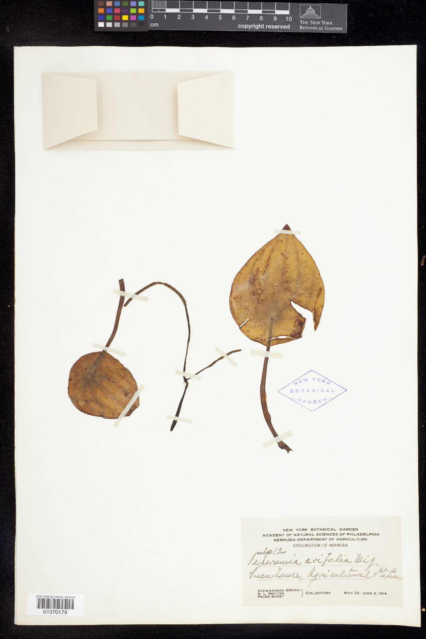 Peperomia arifolia image