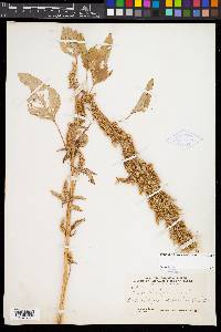 Amaranthus hybridus image