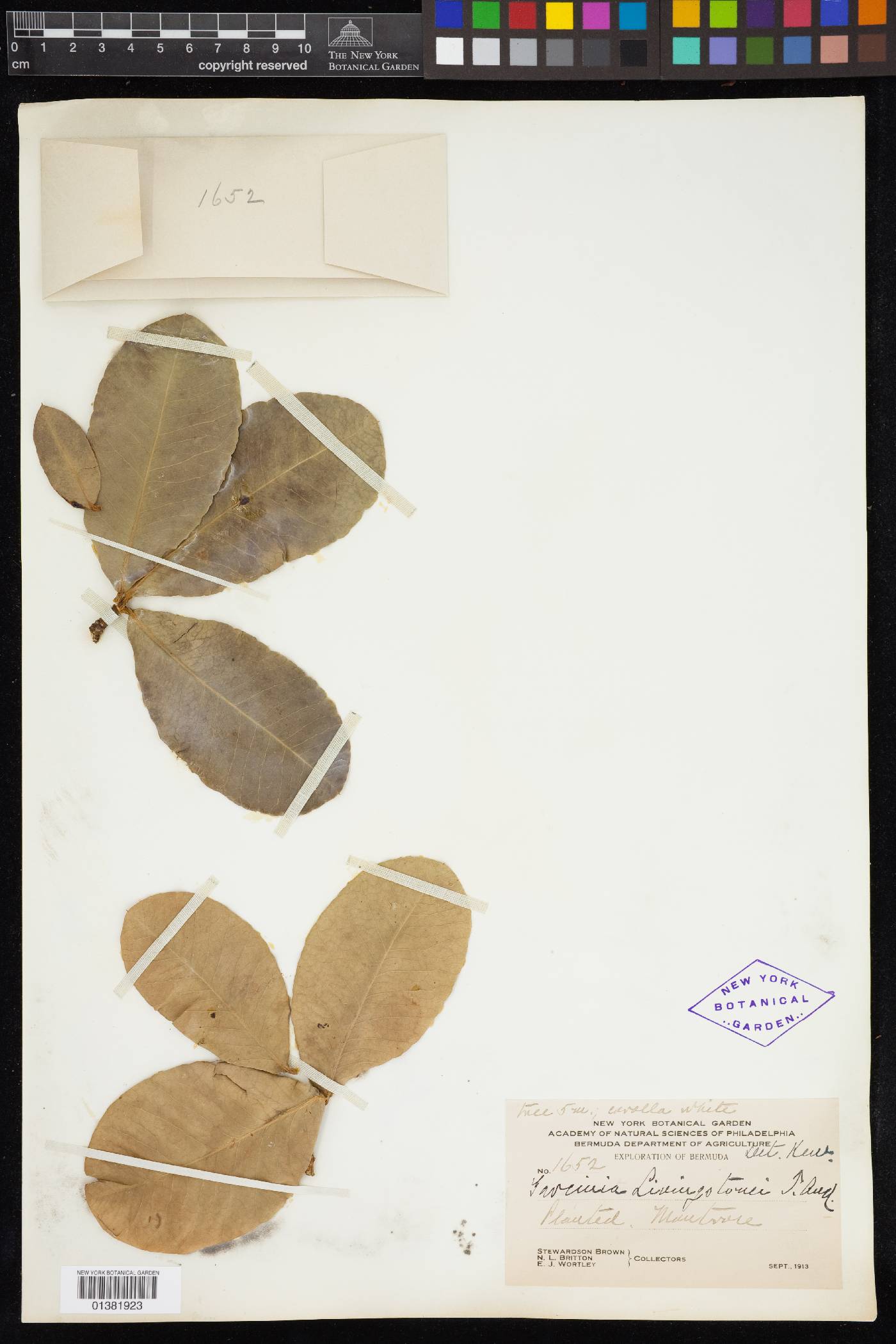 Garcinia livingstonei image