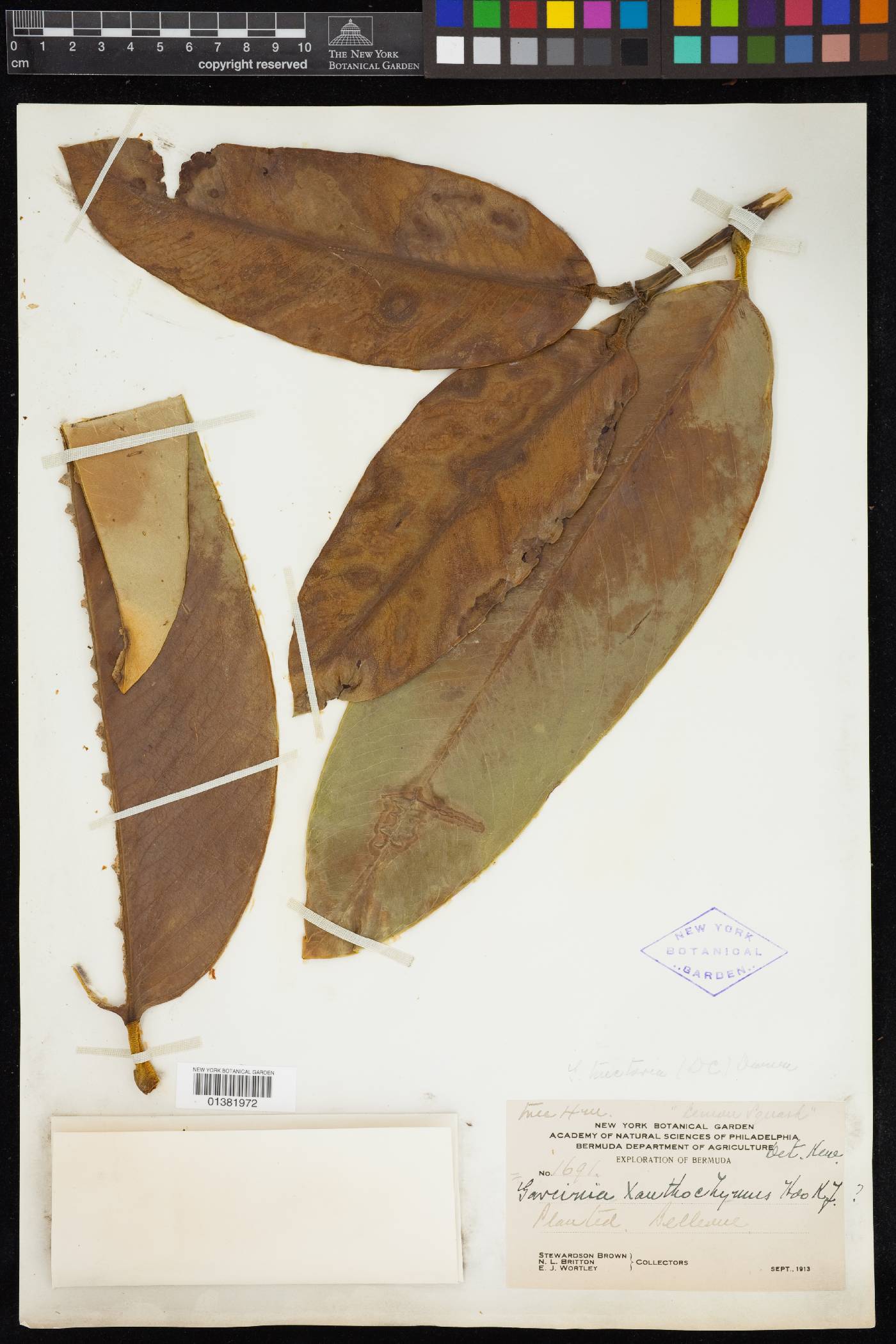Garcinia pictoria image