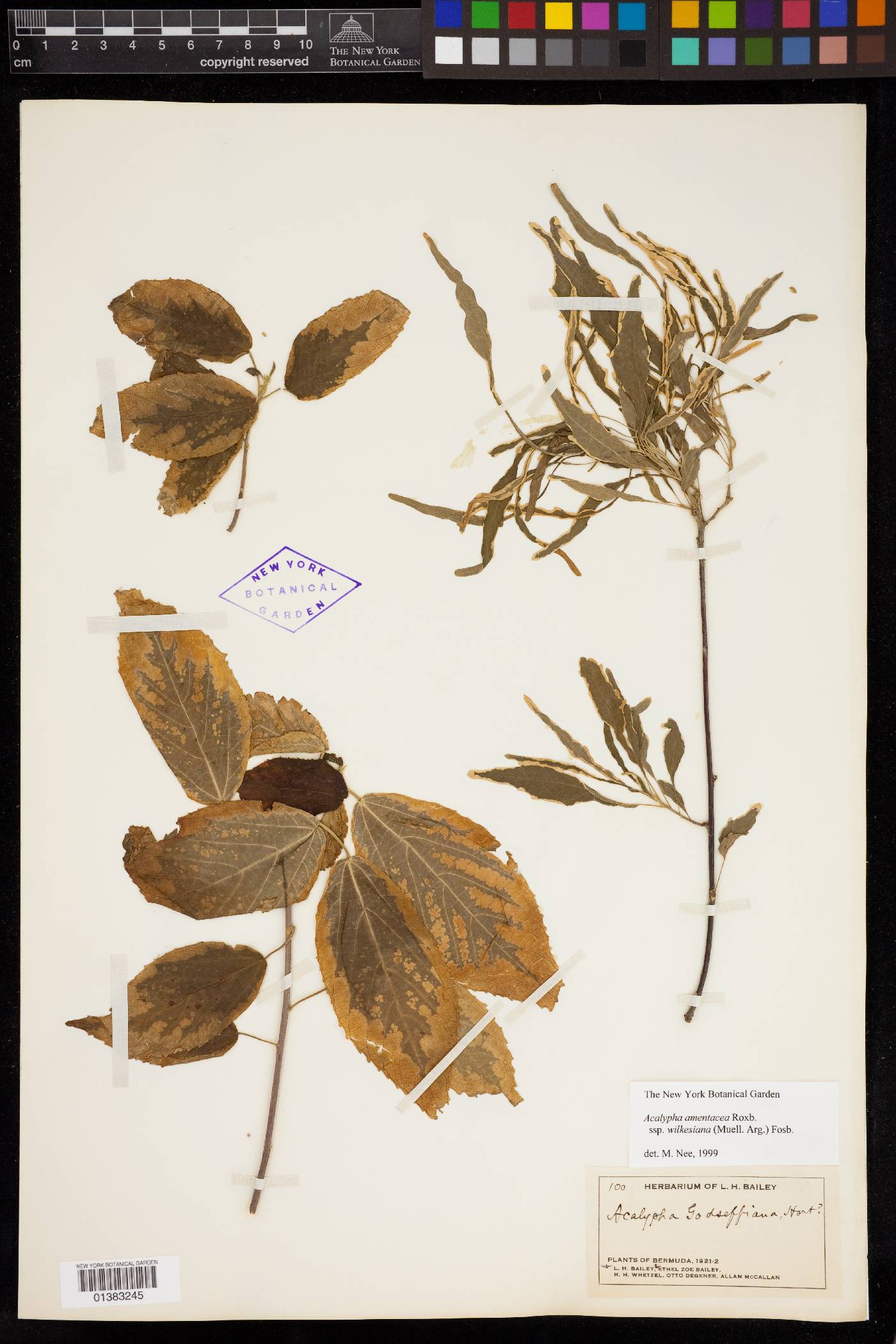 Acalypha amentacea subsp. wilkesiana image