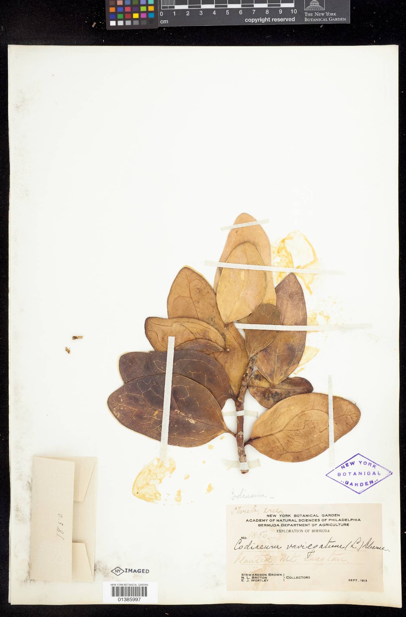 Codiaeum variegatum image