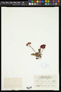 Euphorbia milii image