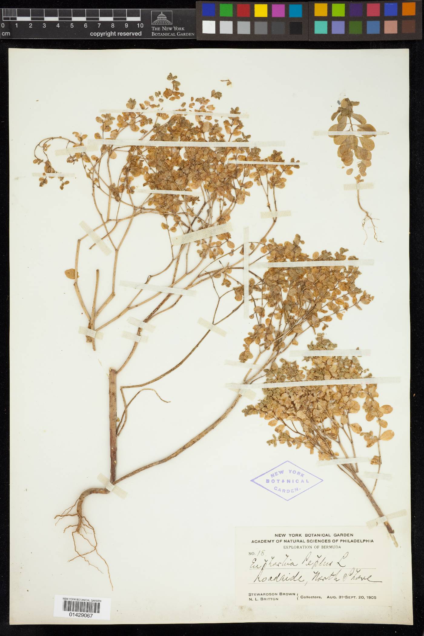 Euphorbia peplus image