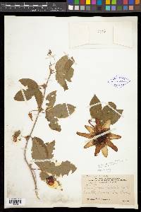 Passiflora stipulata image