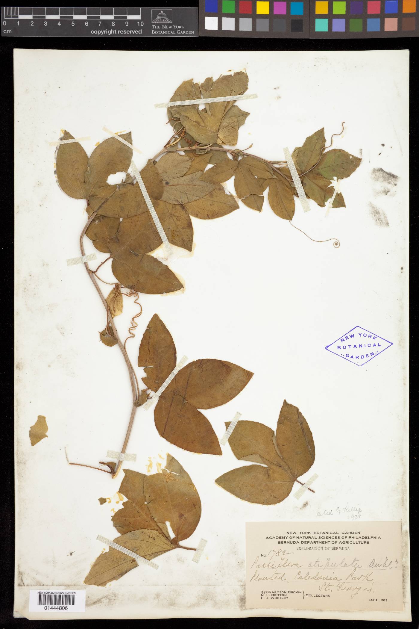 Passiflora stipulata image