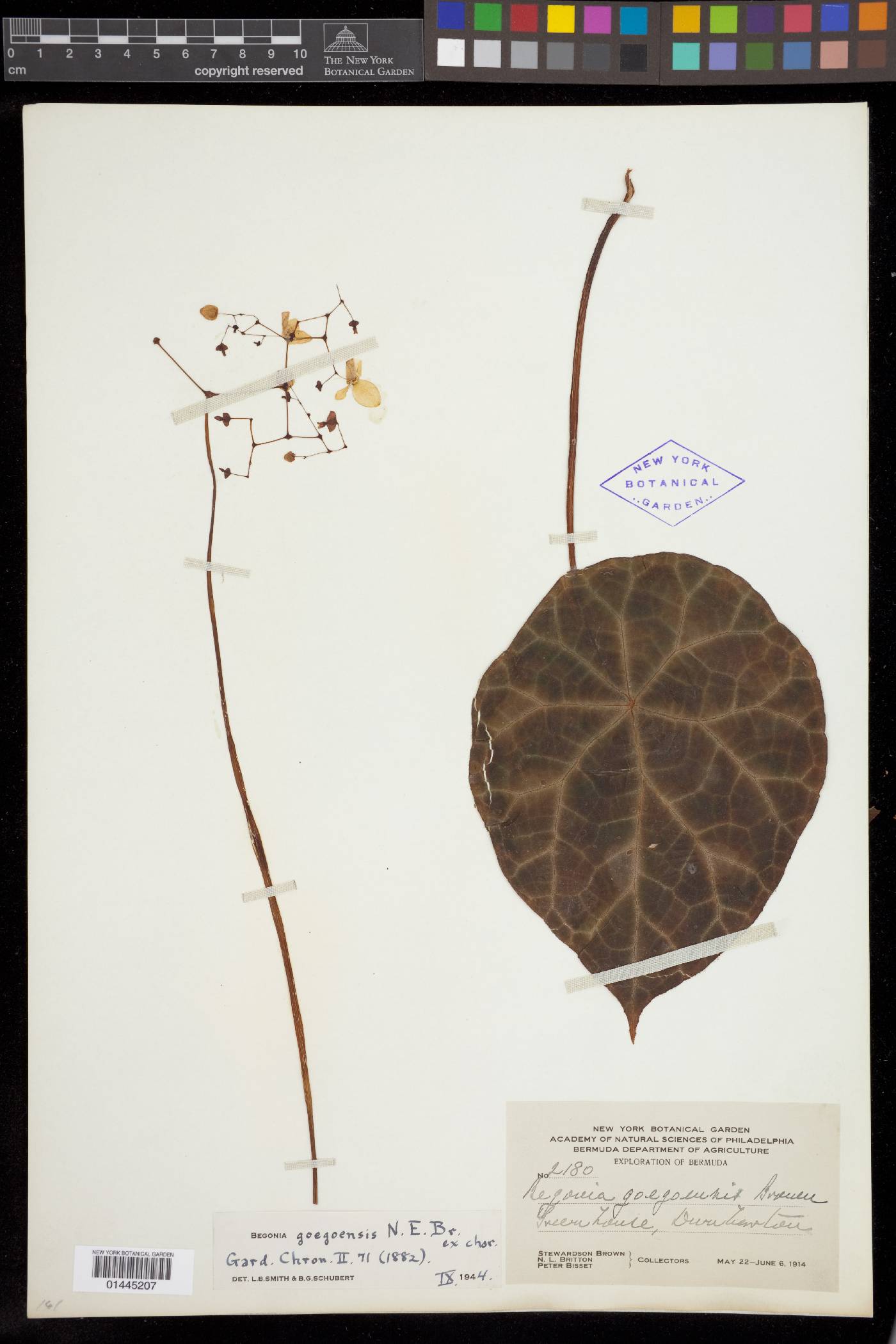 Begonia goegoensis image