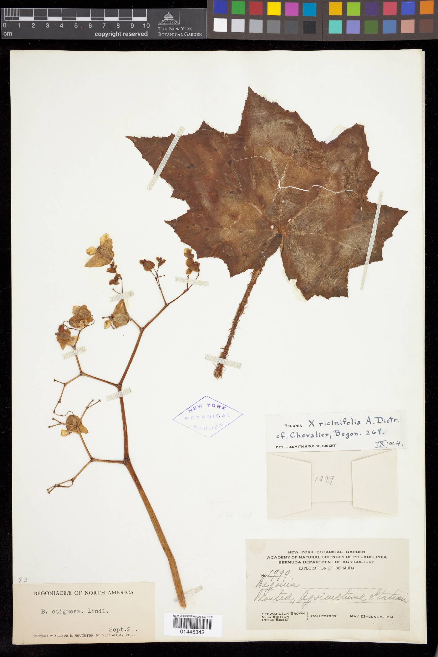 Begonia ricinifolia image