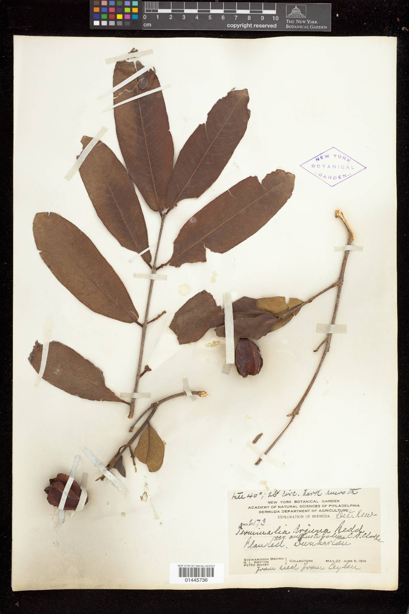 Terminalia arjuna image