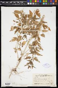 Mercurialis annua image