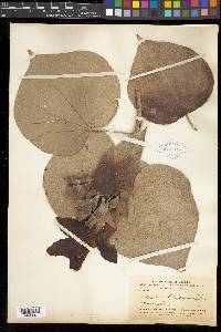 Talipariti tiliaceum var. pernambucense image