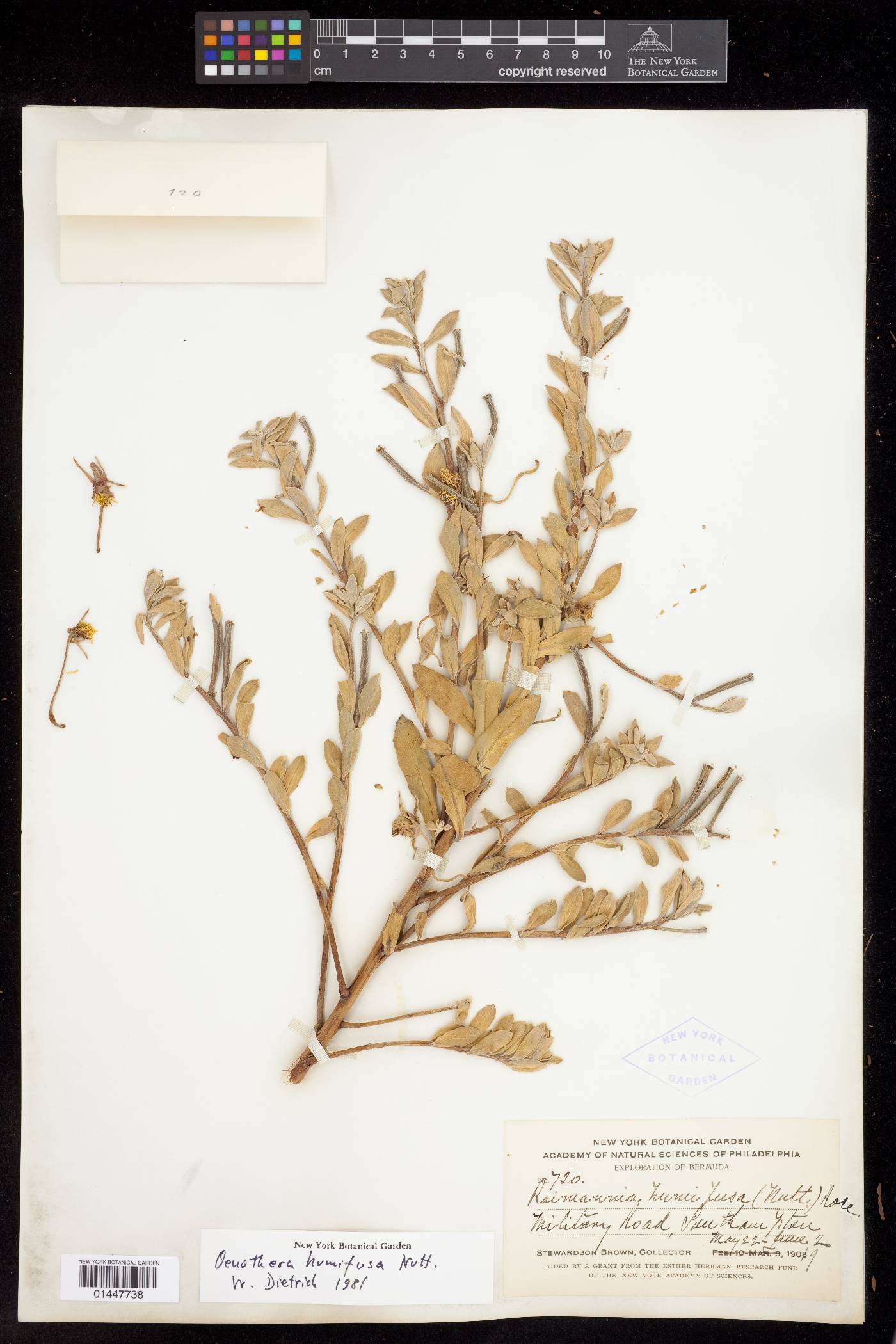 Oenothera humifusa image