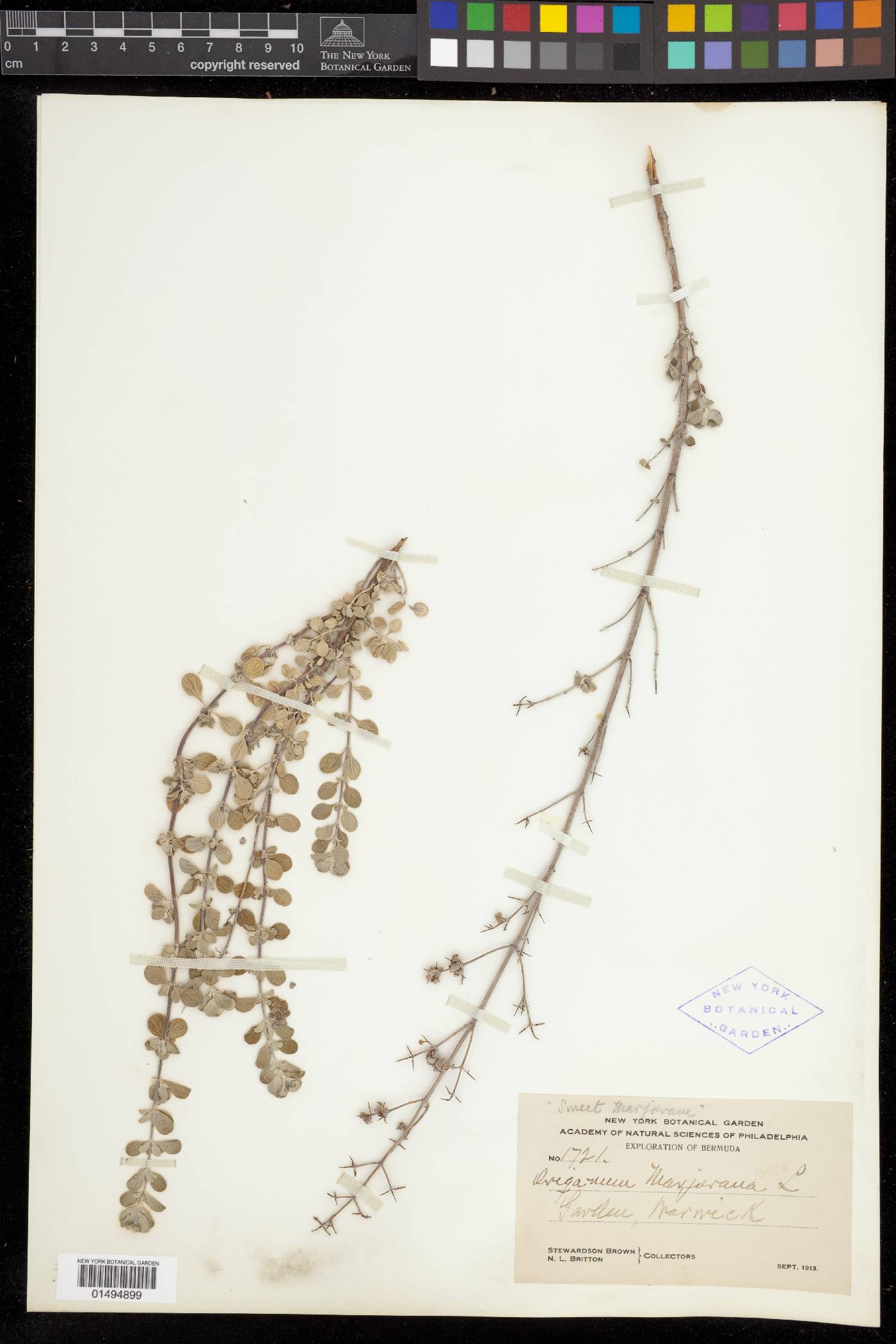 Origanum majorana image