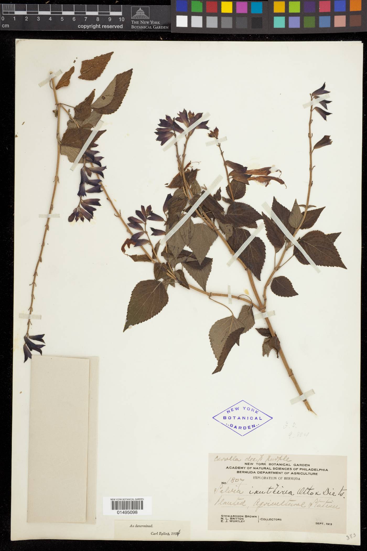 Salvia ianthina image