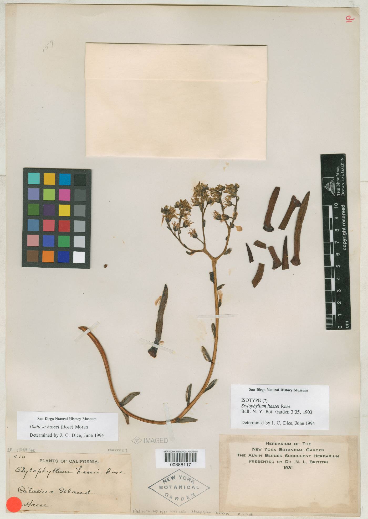 Dudleya virens subsp. hassei image