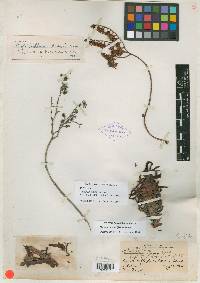 Dudleya virens subsp. hassei image