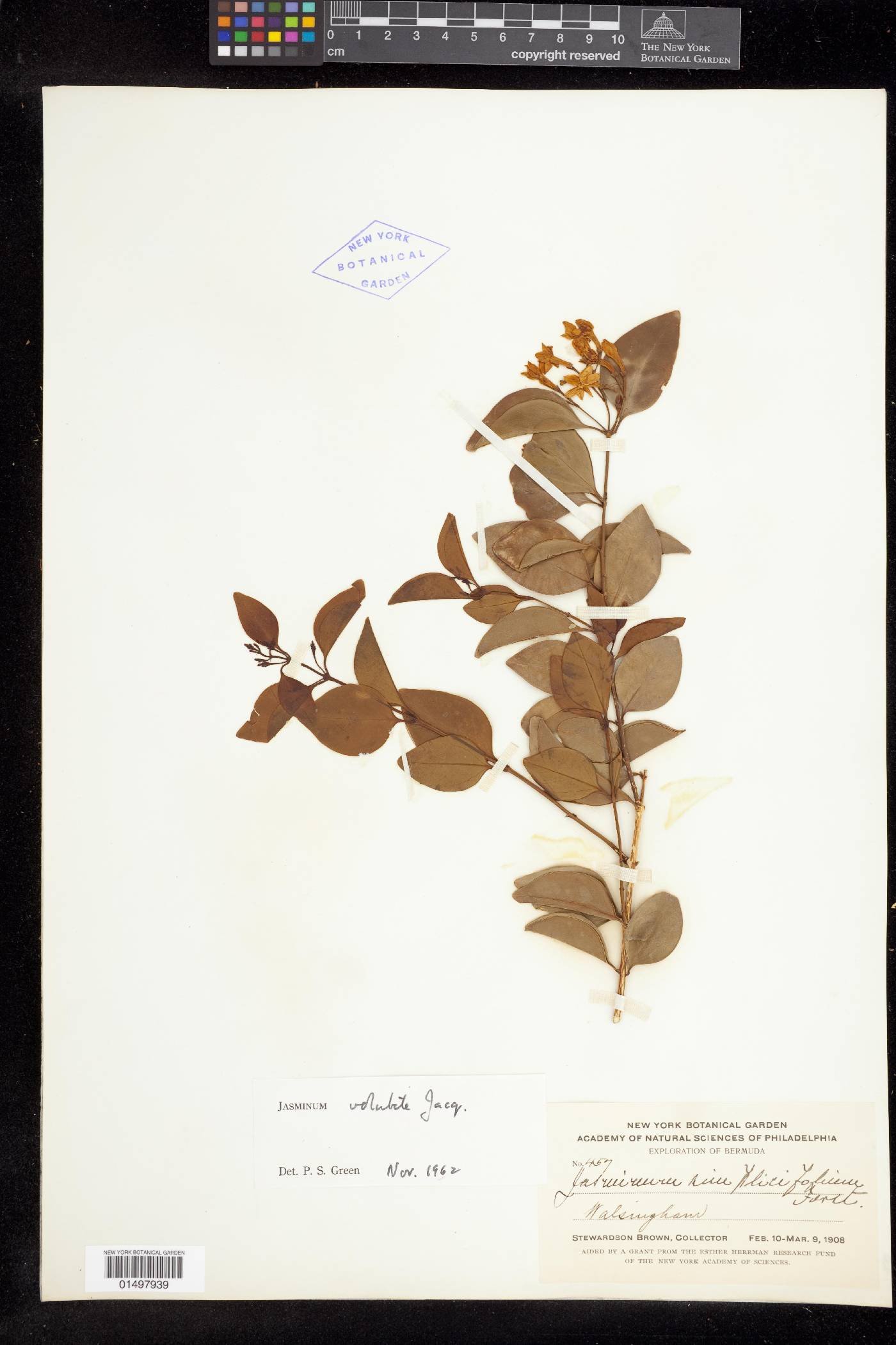 Jasminum volubile image