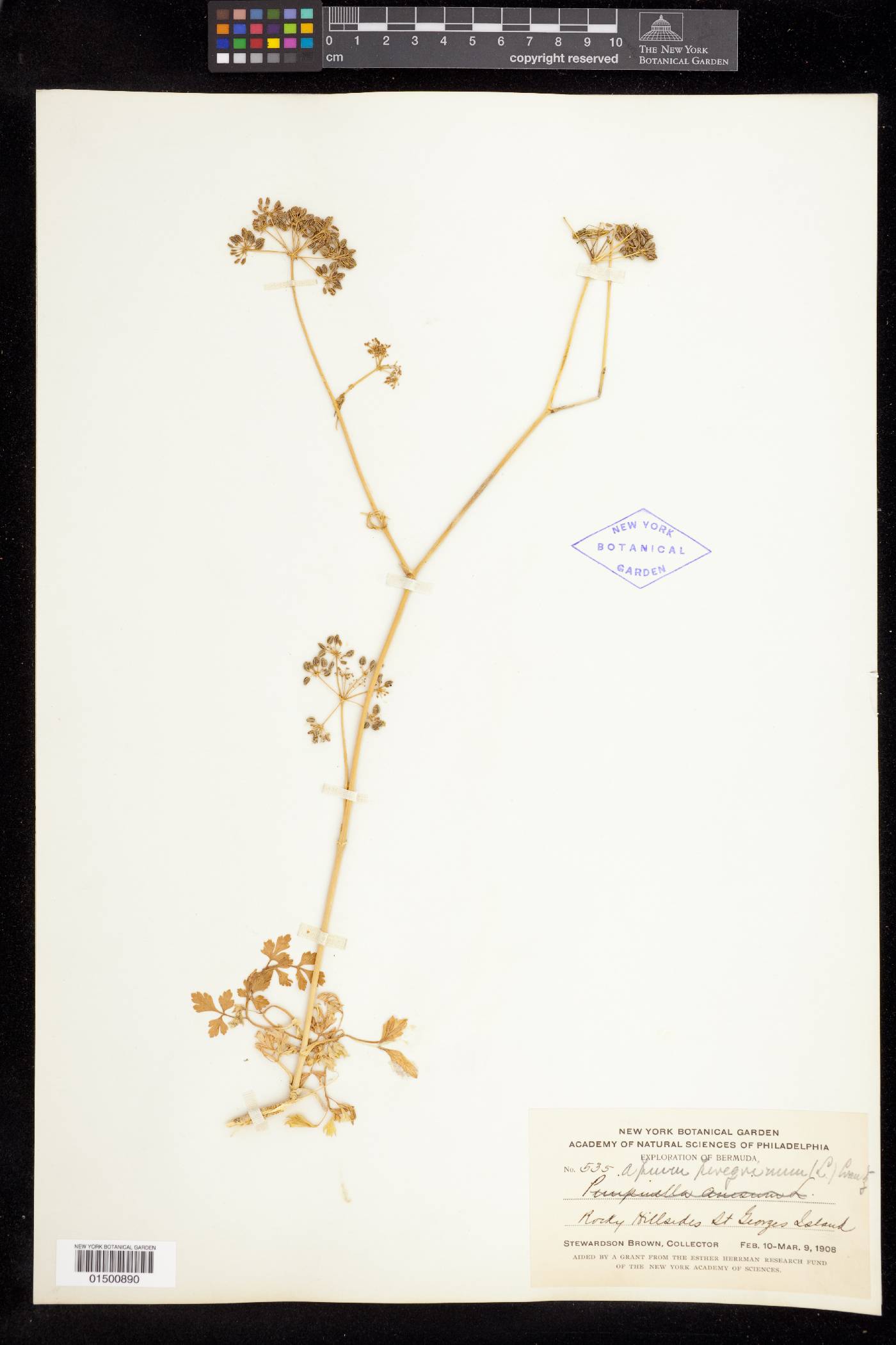 Petroselinum peregrinum image