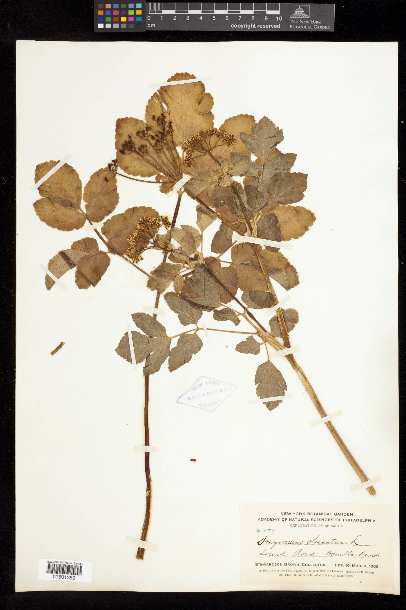 Smyrnium olusatrum image