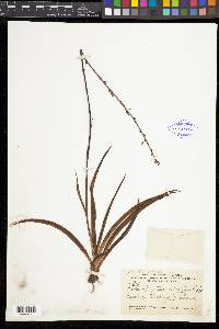 Chlorophytum capense image