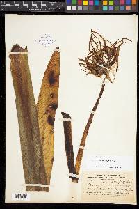 Hymenocallis arenicola image