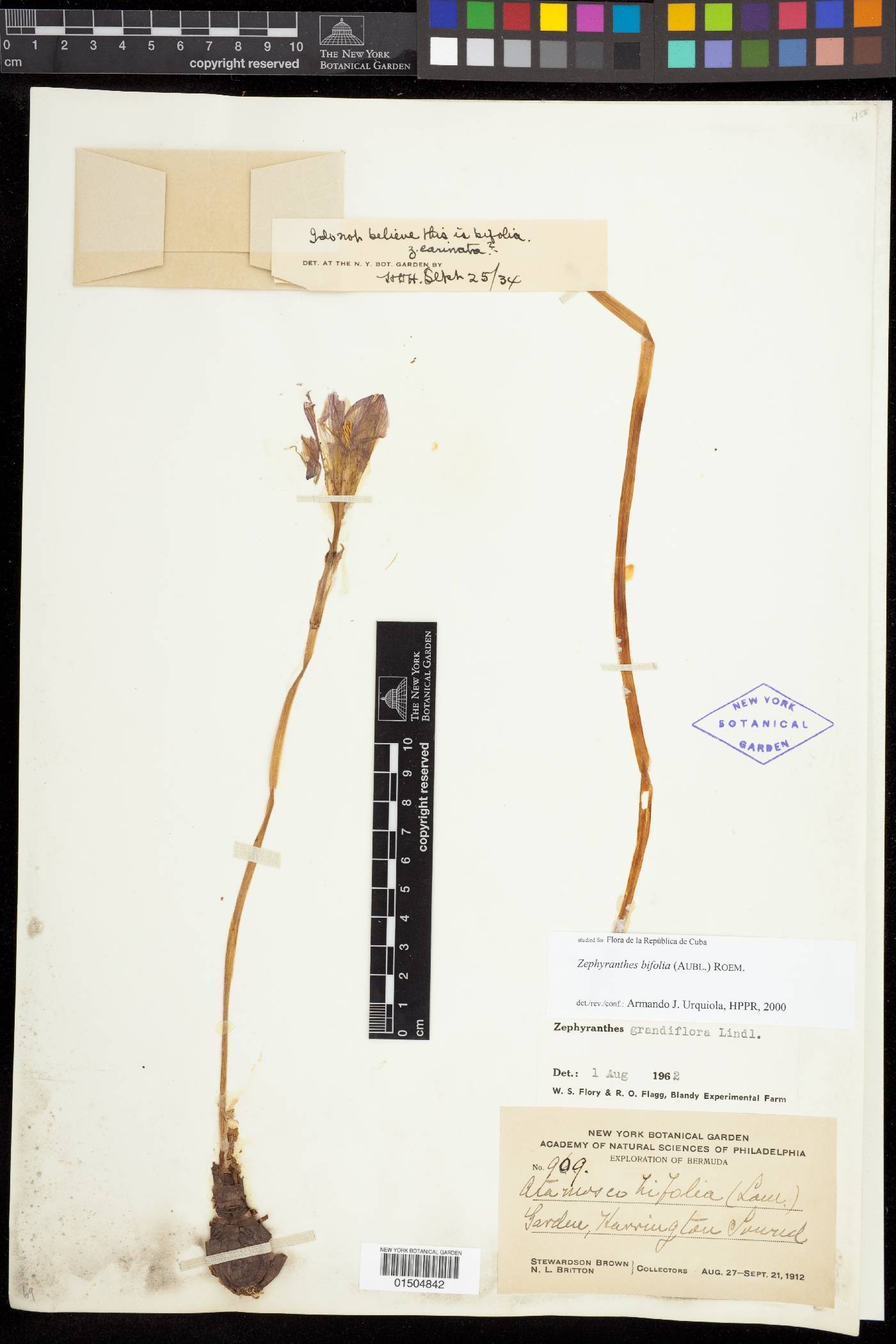 Zephyranthes bifolia image