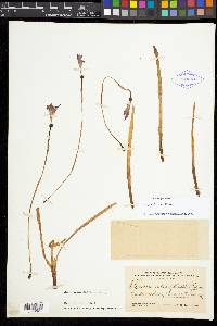 Zephyranthes rosea image