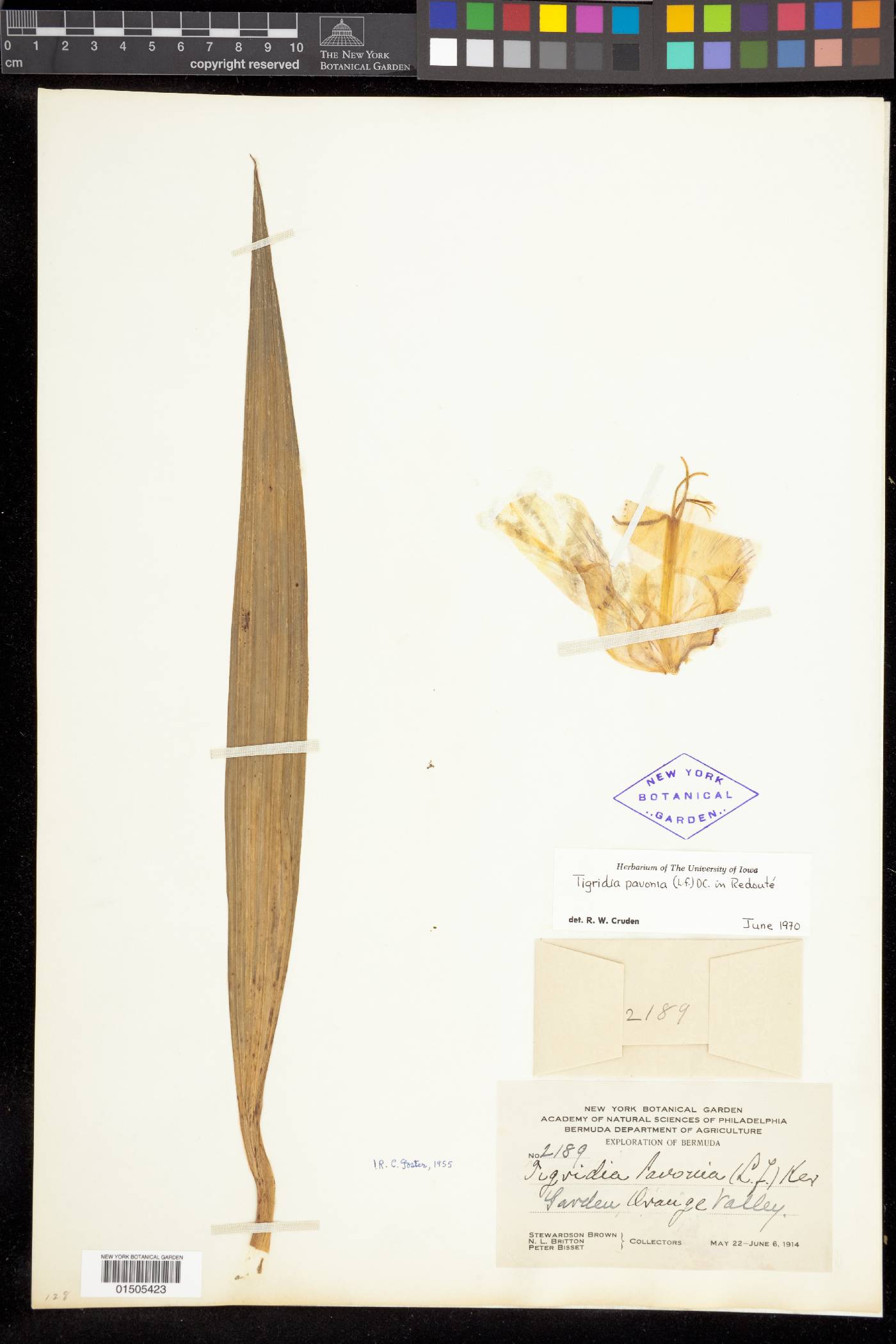 Tigridia grandiflora image