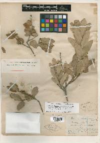 Quercus mohriana image