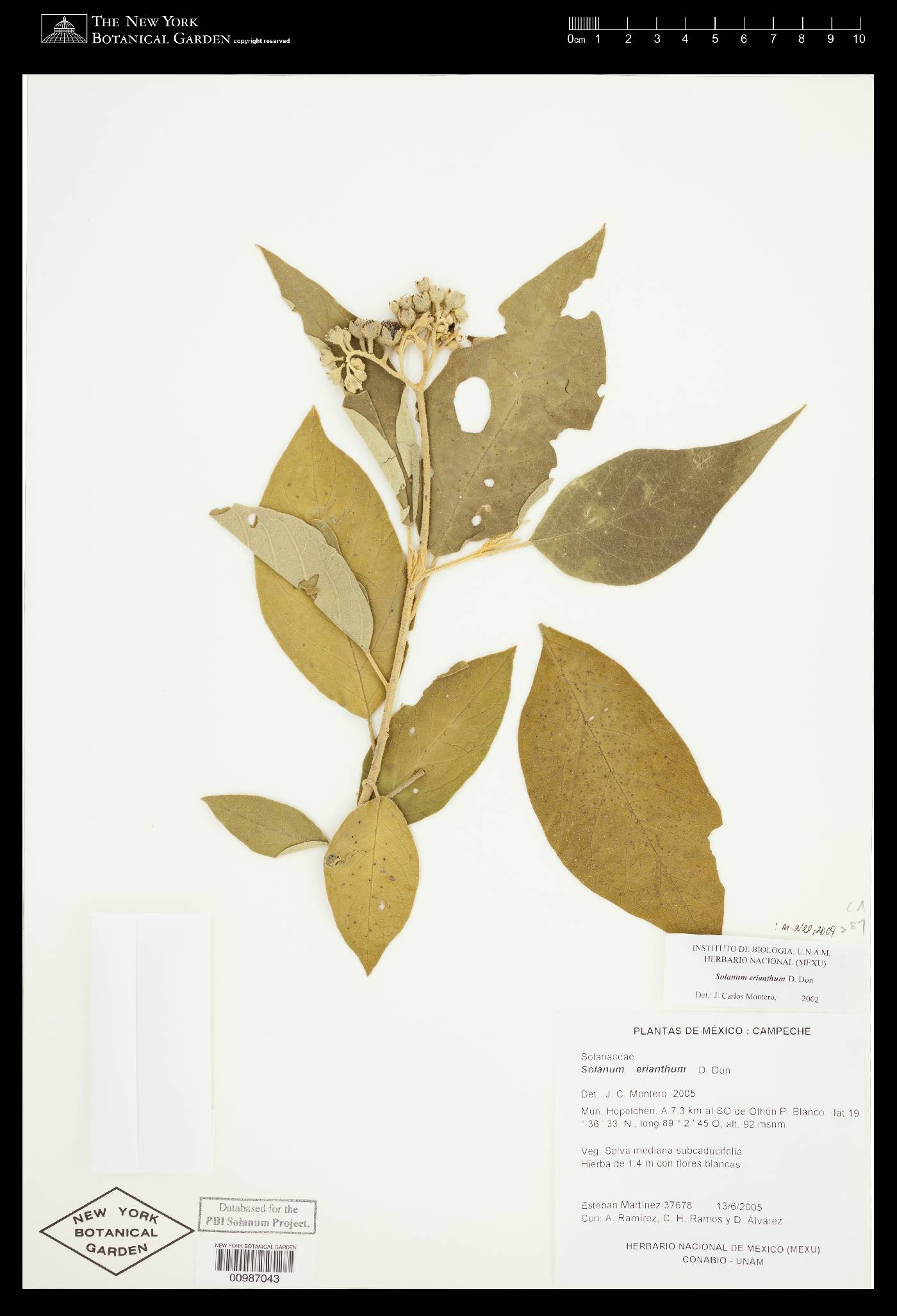 Solanum erianthum image