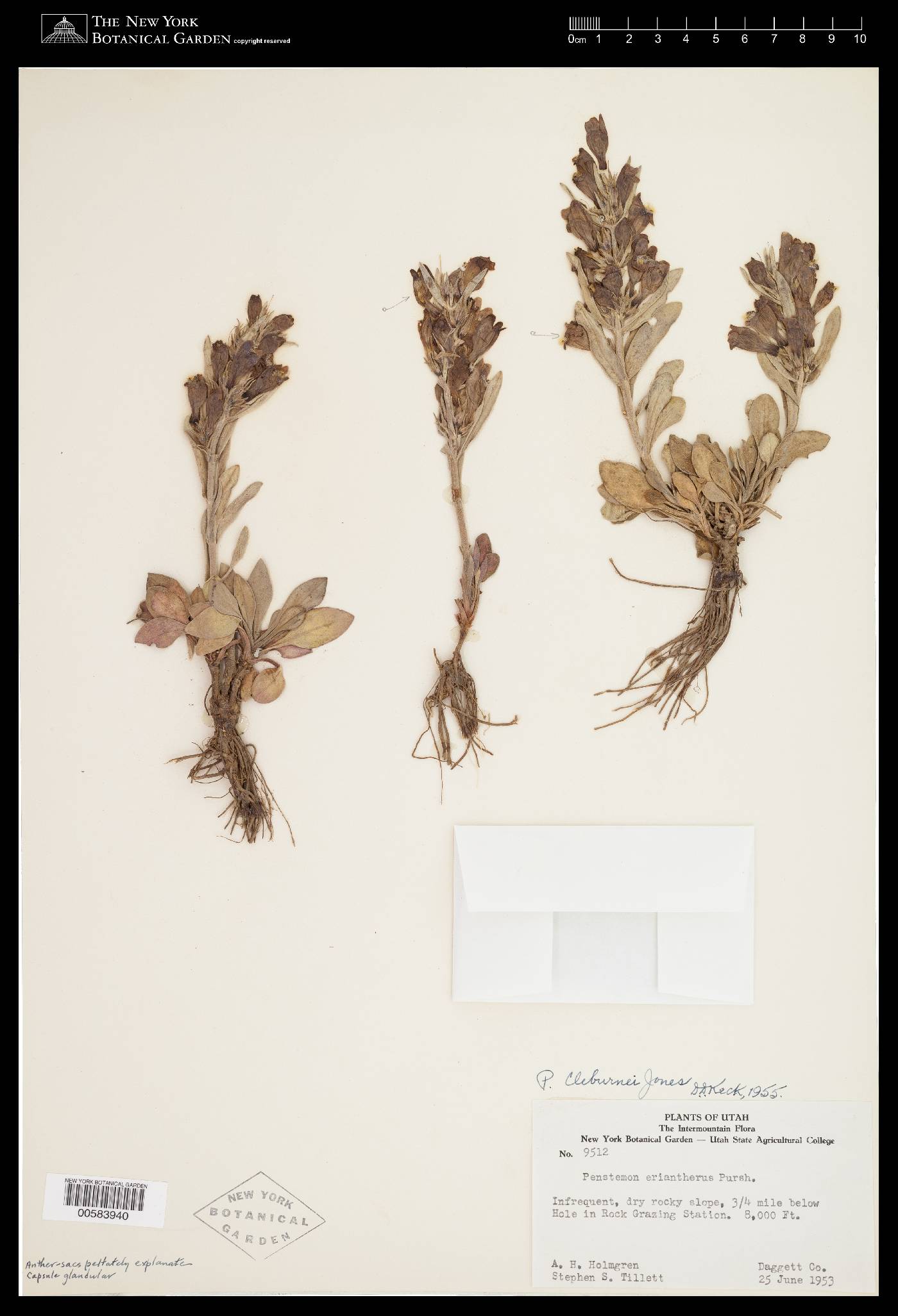 Penstemon cleburnei image