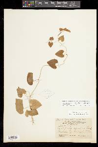 Aristolochia argentina image