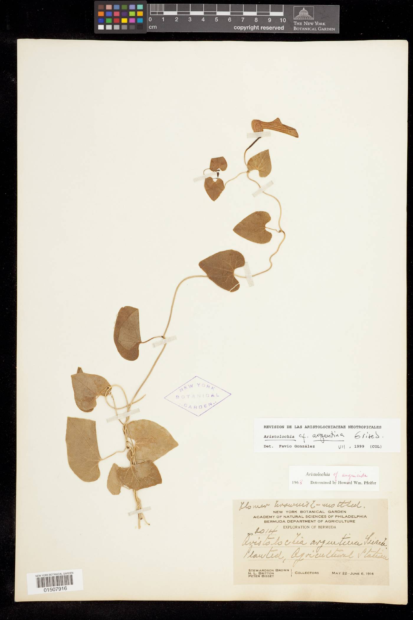 Aristolochia argentina image